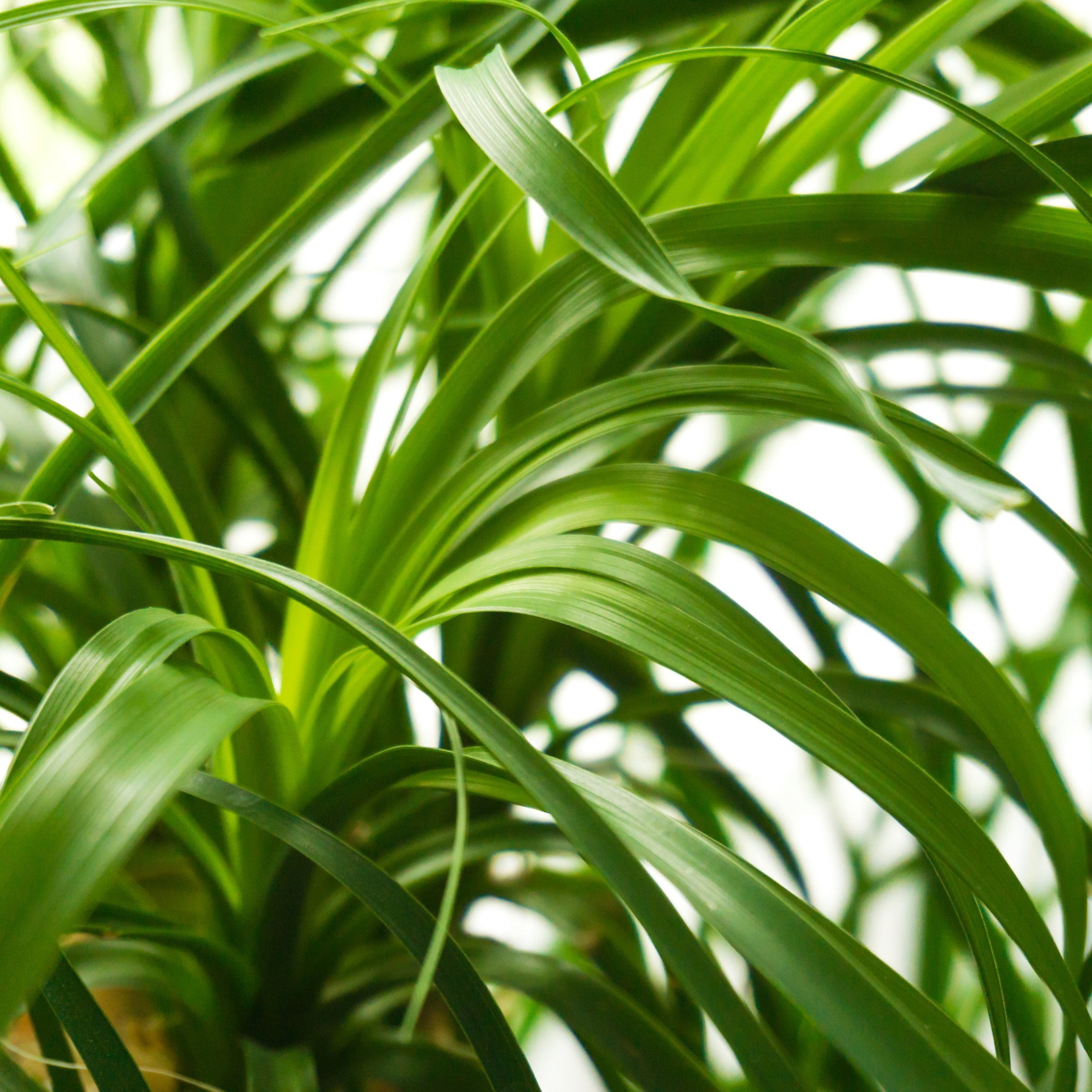 4 in. Ponytail Palm Plant in Grower Container (3-Pack)