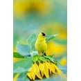 thumbnail image 2 of Day, Richard and Susan 11x14 Black Ornate Wood Framed with Double Matting Museum Art Print Titled - American Goldfinch male on Sunflower Sam Parr St Pk Jasper County-Illinois, 2 of 4