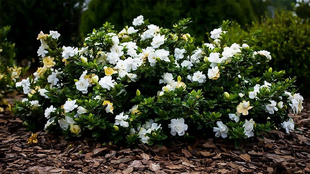 dwarf-gardenia-plant-gardenia-radicans-fragrant-2-5-pot