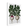 thumbnail image 2 of Trademark Fine Art 'Radishes Print' Canvas Art by Fab Funky, 2 of 3