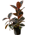 thumbnail image 1 of Ficus Elastica Ruby | Rubber Tree (M) Live Plants in 6" growers pot, 1 of 1