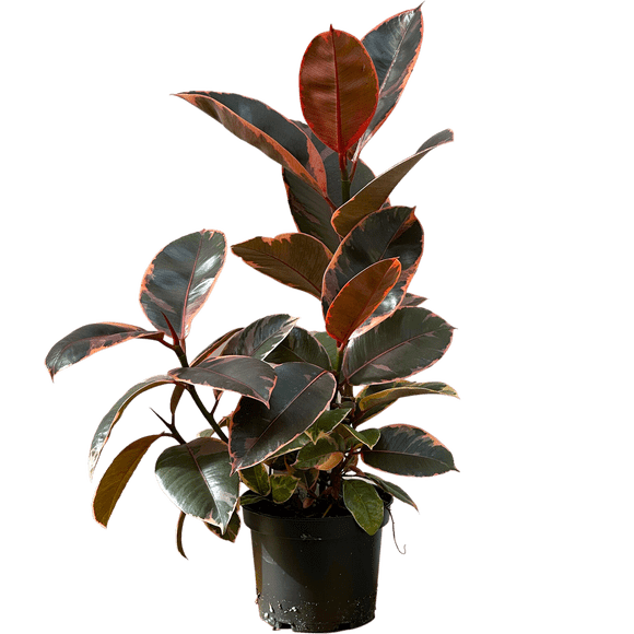 Ficus Elastica Ruby | Rubber Tree (M) Live Plants in 6" growers pot