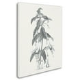 thumbnail image 2 of Trademark Fine Art 'Neutral Botanical I' Canvas Art by Wild Apple Portfolio, 2 of 3