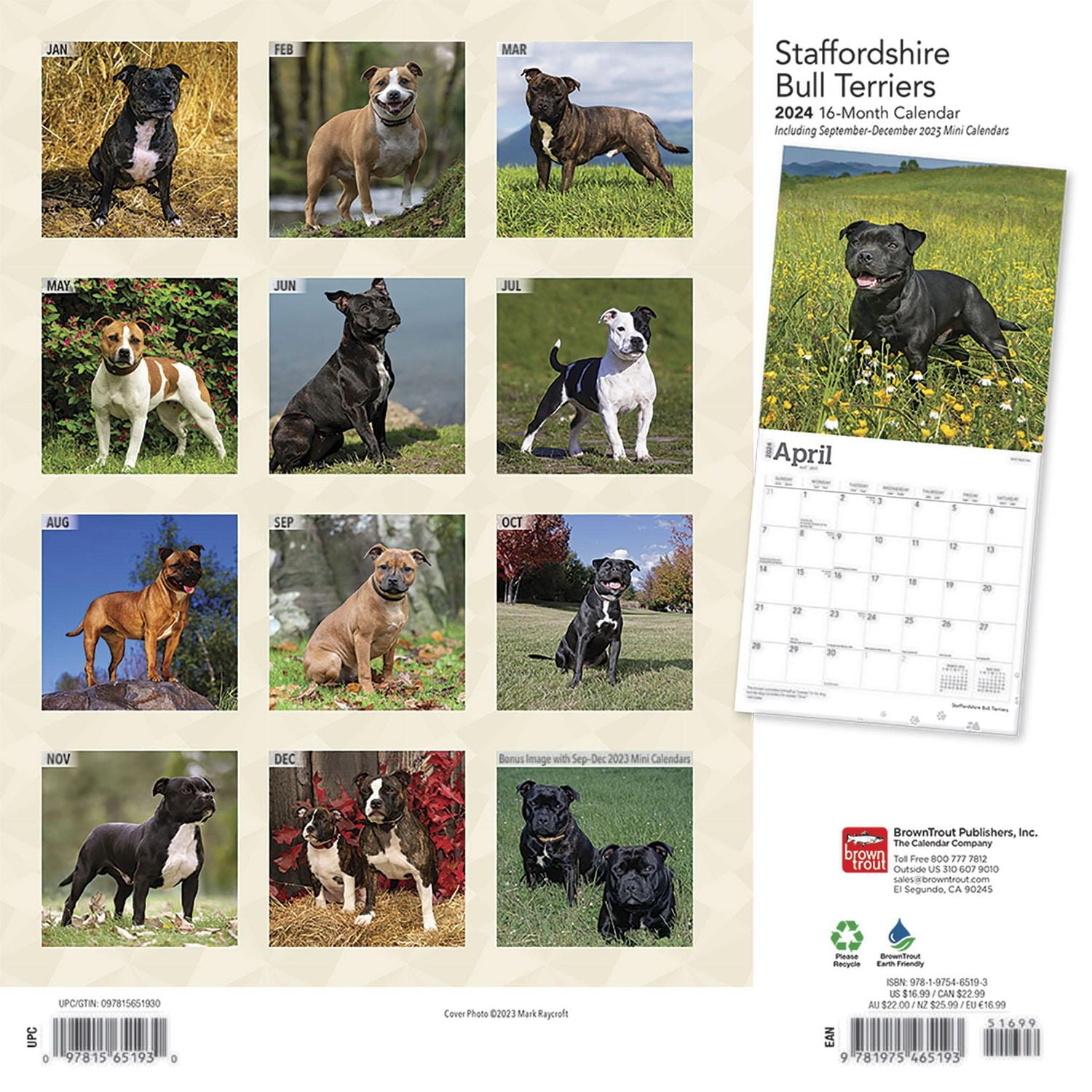 BrownTrout Staffordshire Bull Terriers 2024 12x24 Inch Square Wall Calendar, 9781975465193