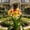 B, variant on Premium Brilliant Amaryllis — Cold-Hardy & Shade-Tolerant — Perfect for Gardening Beginners(Non-Artificial)