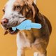 thumbnail image 4 of KAKOWELY Juguete masticable para perros TPR Juguete para perros con forma de piruleta Juguete para perros resistente a mordeduras Suministros para mascotas, 4 of 5