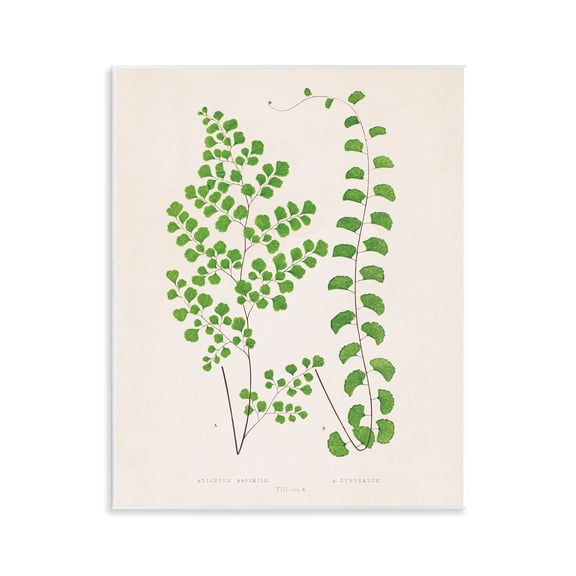 Stupell Industries Vivid Green Ferns Study Floral Painting Unframed Art Print Wall Art, 11 x 14