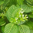 thumbnail image 3 of Bearachild Planta simulada verde de bajo mantenimiento 4x para decoración interior y exterior Planta falsa interior o exterior Decoración, 3 of 6