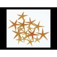 thumbnail image 3 of Calcastle Natural Real Starfish Sea Star Star Fish (Natural, 1"-2" (Small) - 60 Pcs), 3 of 4