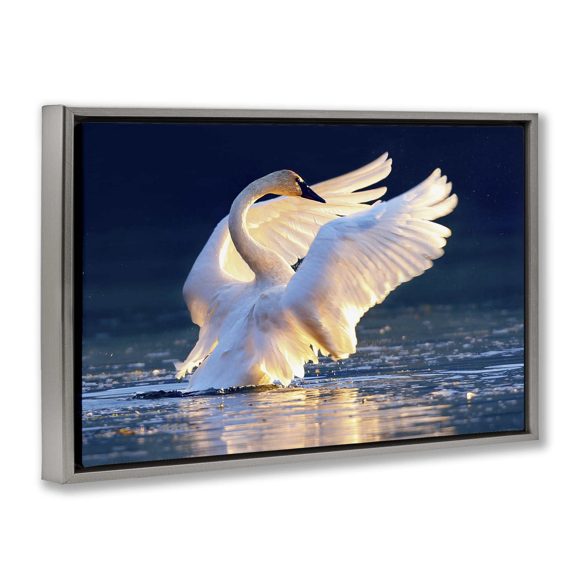 Stupell Industries Sunset Symphony Swan Animals Photography Gray Floater Framed Canvas Art Print Wall Art, 31 x 21