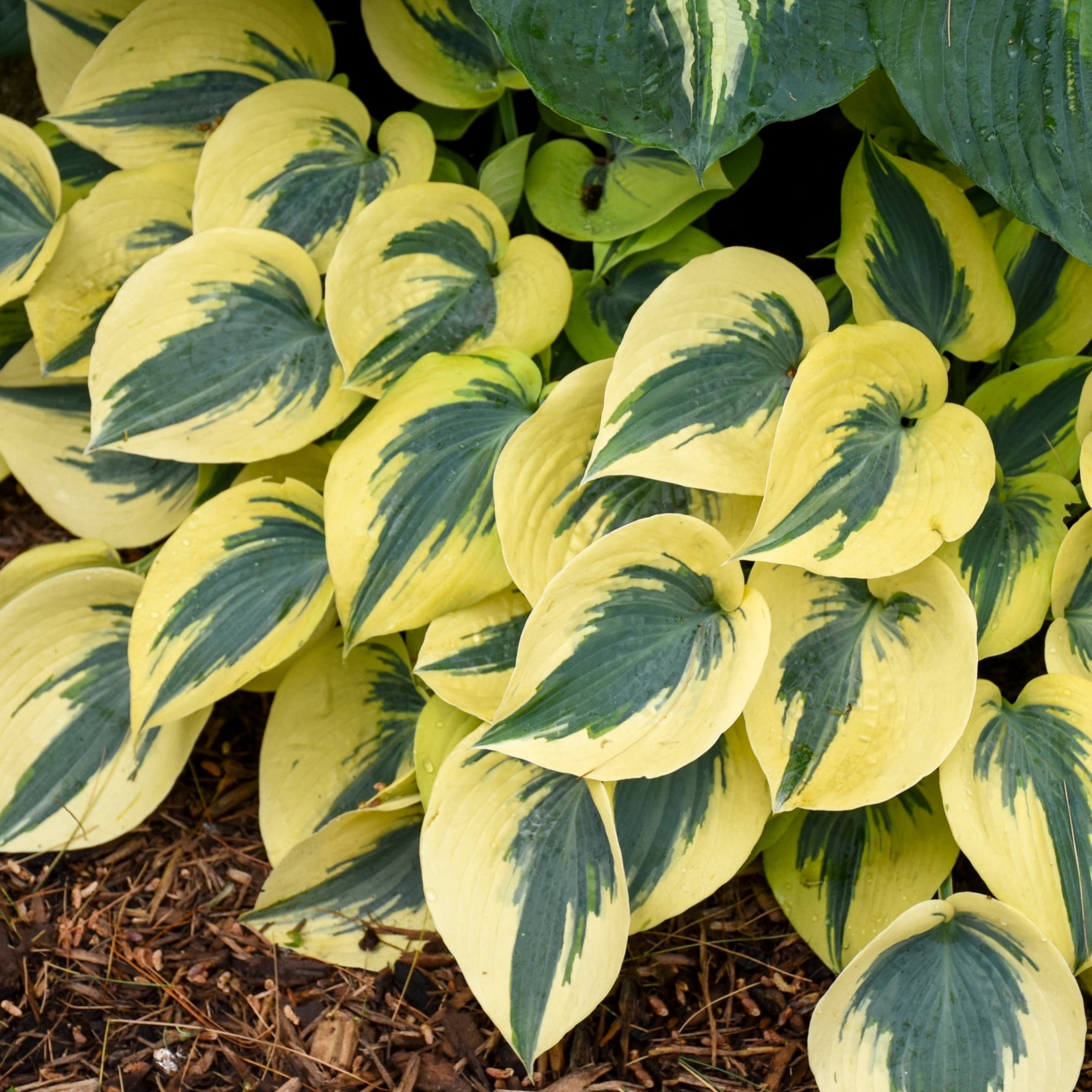 Proven Winners 6" Shadowland 'Autumn Frost' Hosta Live Plant in 6.5" Pot