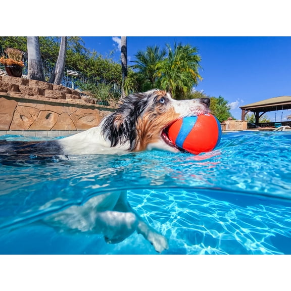 Chuckit! Mega Amphibious Dog Ball Roller Floating Fetch Water Dog Toy, for Medium to Large Dogs, Pack of 1, Orange & Blue