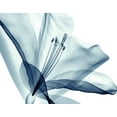 thumbnail image 2 of Anonymous 32x26 White Modern Wood Framed Museum Art Print Titled - Transparent Floral Beauty, 2 of 4