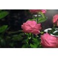 thumbnail image 4 of Éclairage solaire en forme de fleurs pour décoration de jardin -- rose, 4 of 5