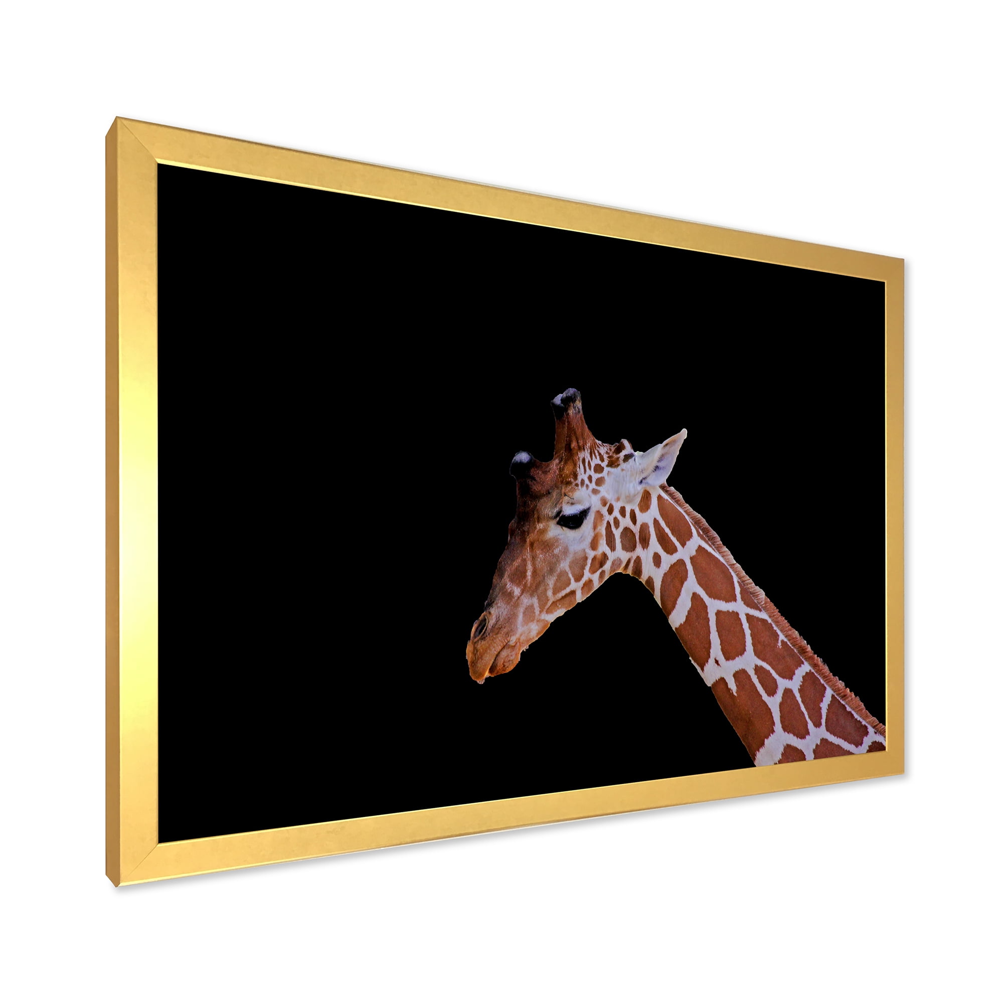 Designart 'Portrait of A Giraffe On Black Background I' Farmhouse Framed Art Print