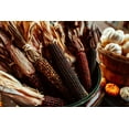 thumbnail image 1 of Wampum Ornamental Native Corn Seeds/ Annual/ Full Sun/ 125 Seeds 1 oz/ Zellajake Farm and Garden- M6, 1 of 5