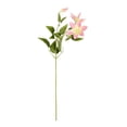 thumbnail image 1 of Vickerman FD180479 25 Po. Clematis Rose, 1 of 3