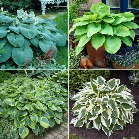 Hosta-Assorted-Ideal for Shade Gardens 1 Gallon (Pack of 2)