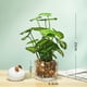 thumbnail image 2 of Botella de vidrio, trébol de cuatro hojas, planta verde perenne, decoración en maceta, decoración del hogar, decoración de escritorio, 2 of 5