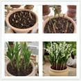 Lily of the valley plants for sale Lily of the valley seeds for fall