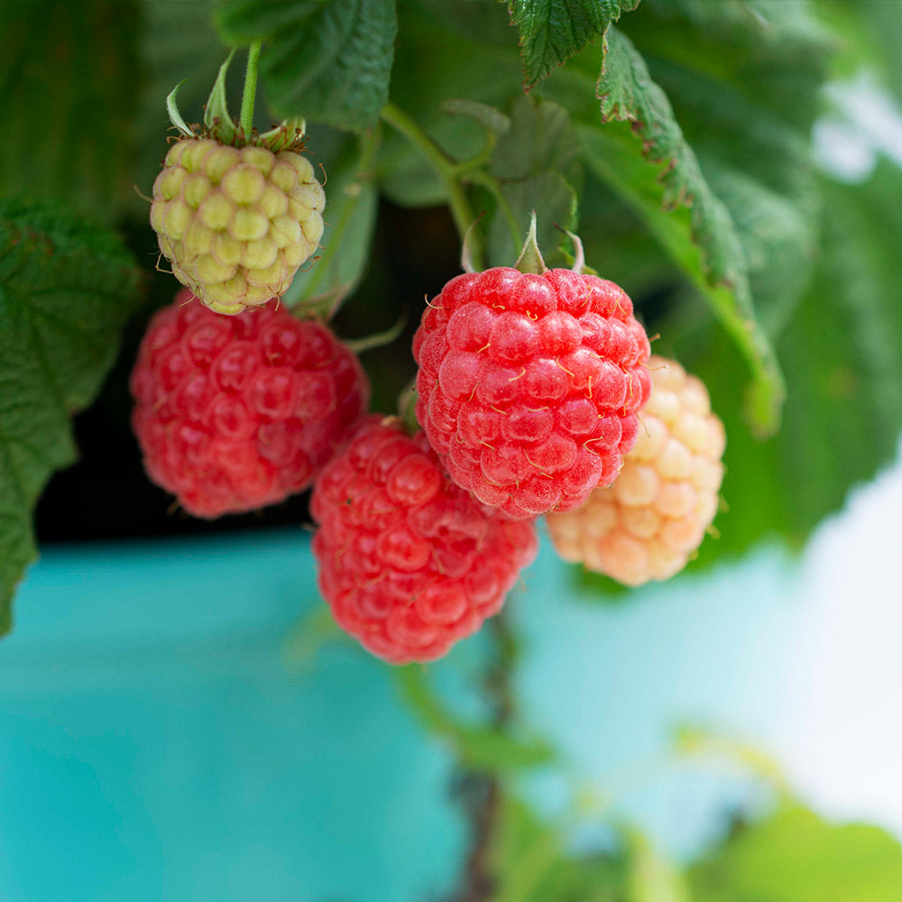 Bushel & Berry 2G Raspberry Shortcake Fruit Live Plants Full Sun