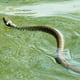 thumbnail image 5 of Broma de Serpiente con Clip onlyliua, 5 of 7