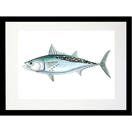 FRAMED False Albacore (Little Tunny) By Damon Crook 20x16 Nautical Coastal Graphic Art Print Matted Black (Best Spinning Rod For False Albacore)