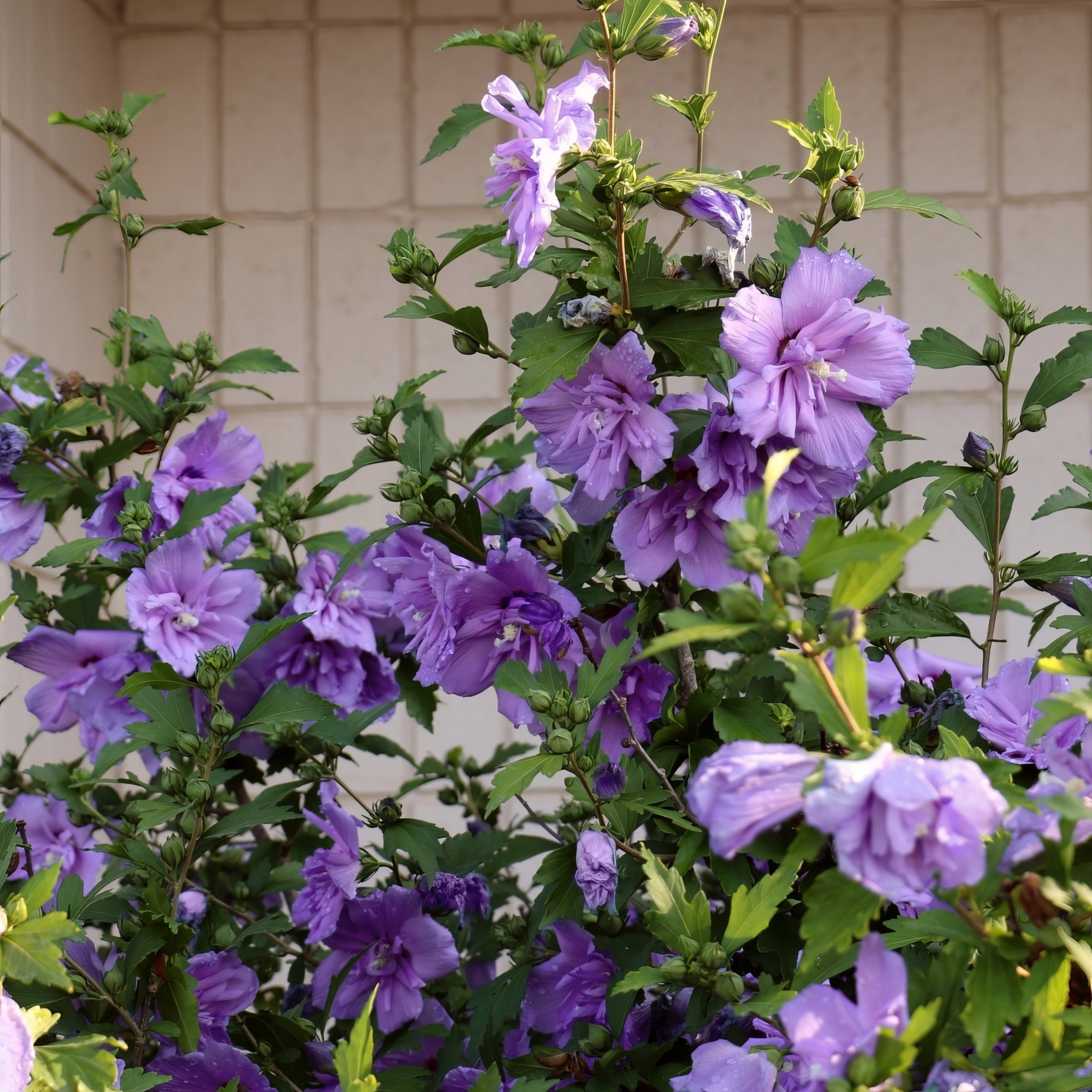 2 gal Live Shrub Hibiscus 'Blueberry Smoothie'