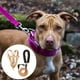 thumbnail image 4 of de Correas de Arnés para Perros Transpirables - Cuerda de para Espalda Del Pecho Arneses para Mascotas Chaleco para Viajes Suministr - Naranja M Colco Chaleco de arnés para cachorros, 4 of 8