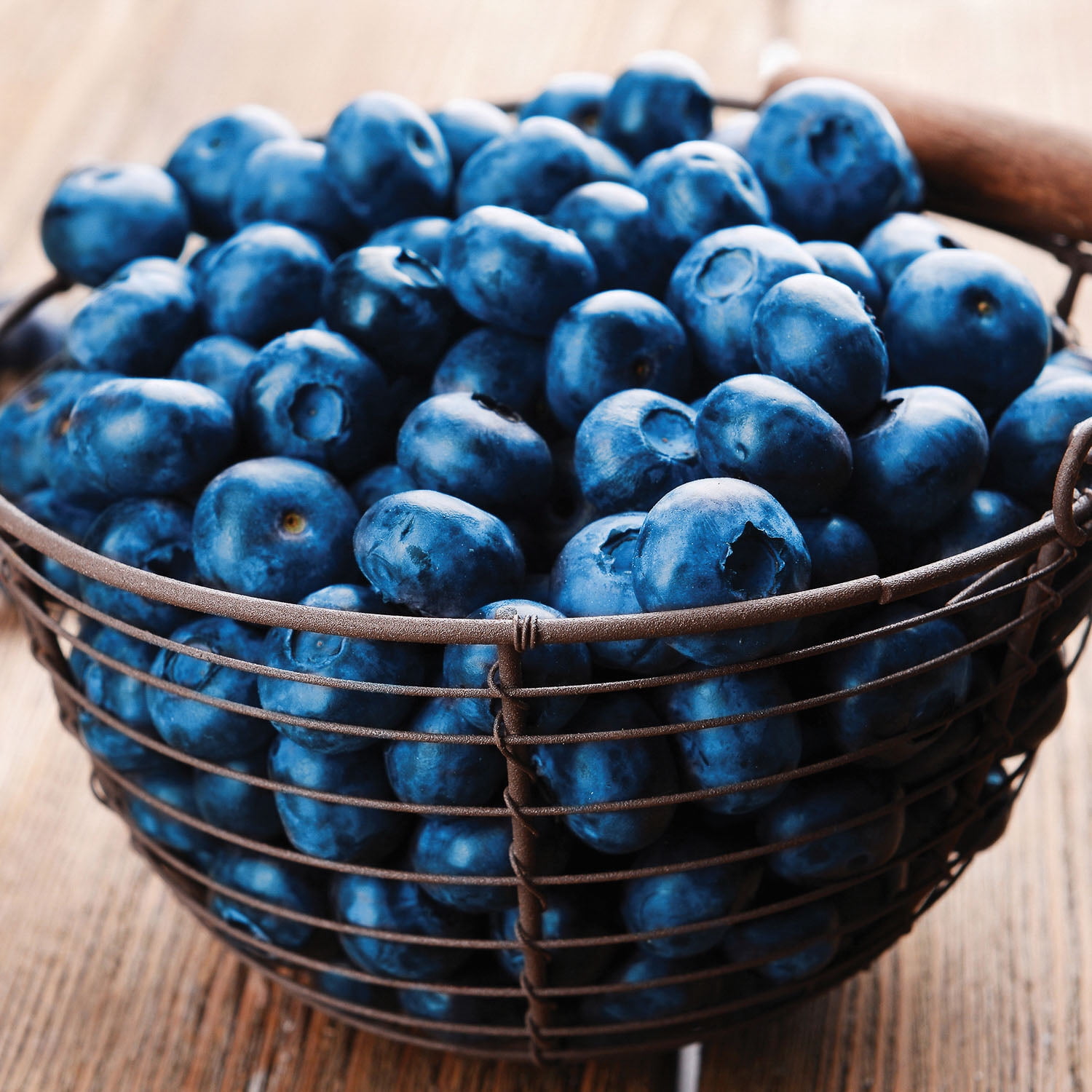 Expert Gardener Blueberry Patriot (1 Dormant Bare Root) Full Sun, Blue, Perennial