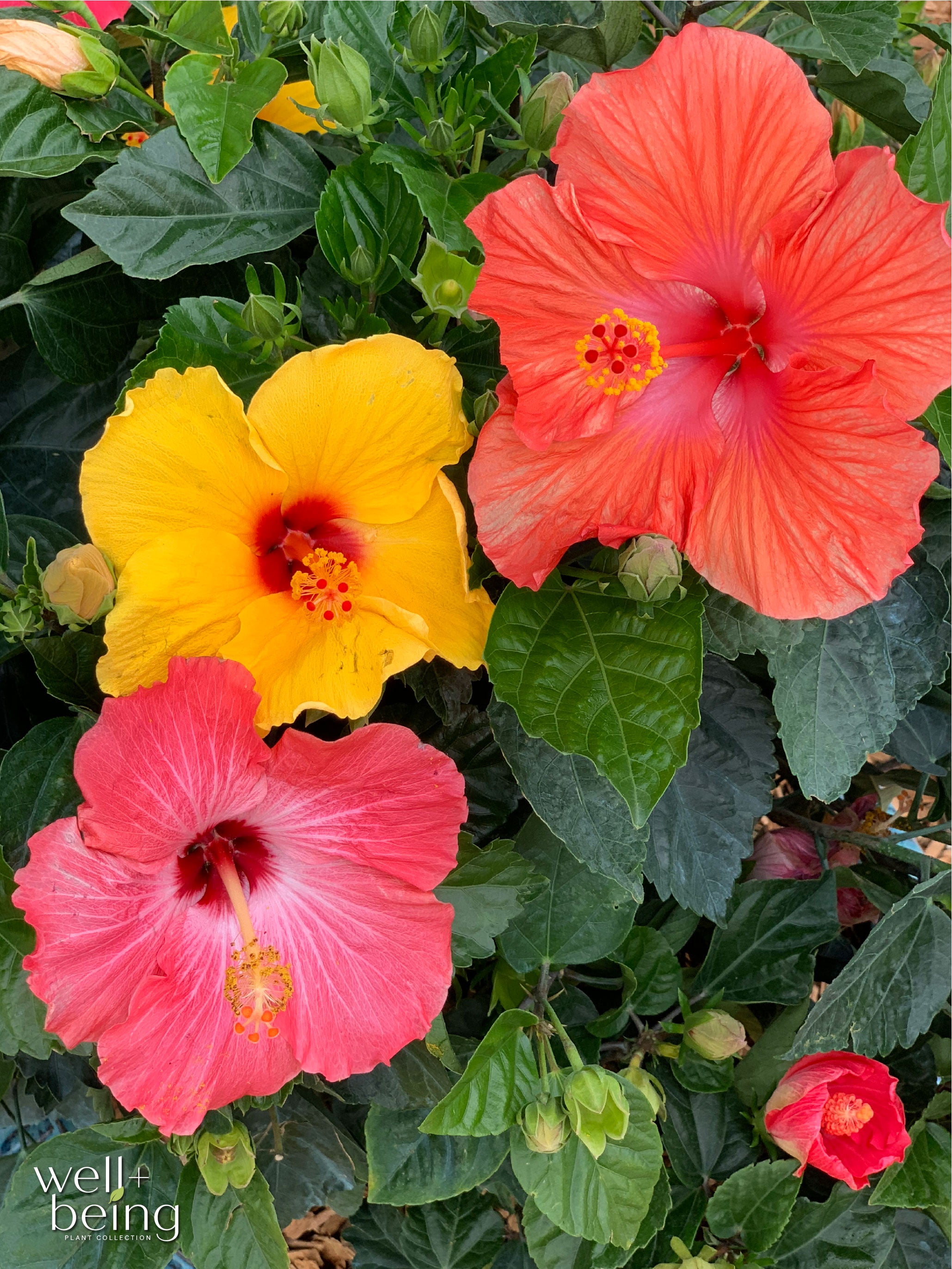 Nature's Way Farms Hibiscus Trio President Outdoor Live Flowering Plant (25-30 in. Tall) in Grower Pot May Ship Without Flowers