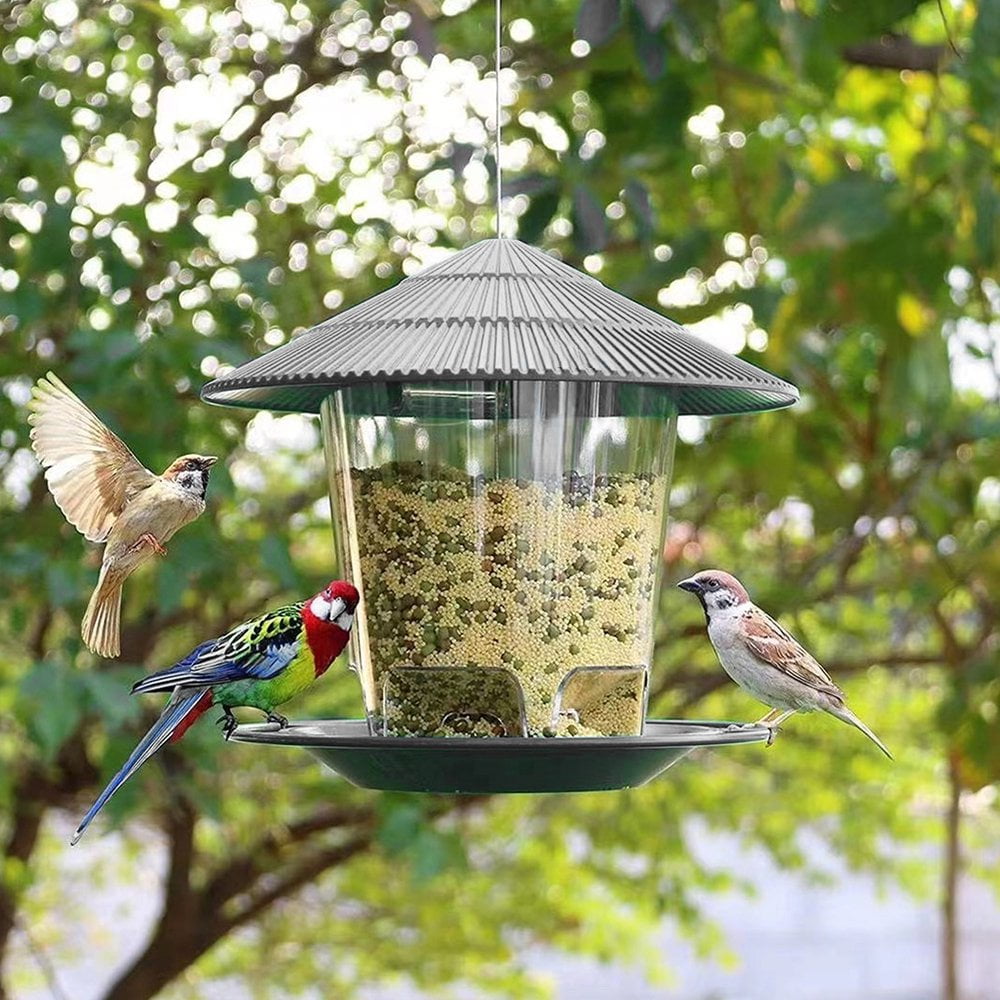 Ontario Bird Feeder Webcam Live Algonquin Park Bird Feeder Cam 2025
