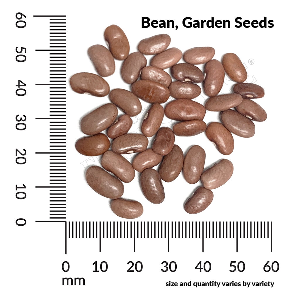 Ferry-Morse Economy Bean, Garden Kentucky Wonder (Pole) Vegetable Plant Seeds Full Sun