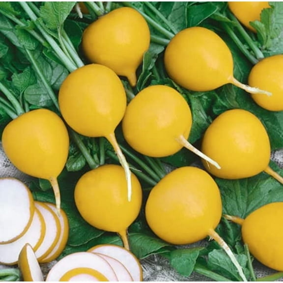 Golden Helios Radish Seeds for Planting (200 Seeds)