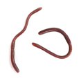 thumbnail image 2 of 20 Pcs Simulation vers de Terre Plastique Réaliste vers Doux Extensible Caoutchouc vers de Terre Jouet pour Fête d'Halloween; 20 Pcs Simulation vers de Terre Plastique Réaliste vers Doux Jouet pour Farce, 2 of 6