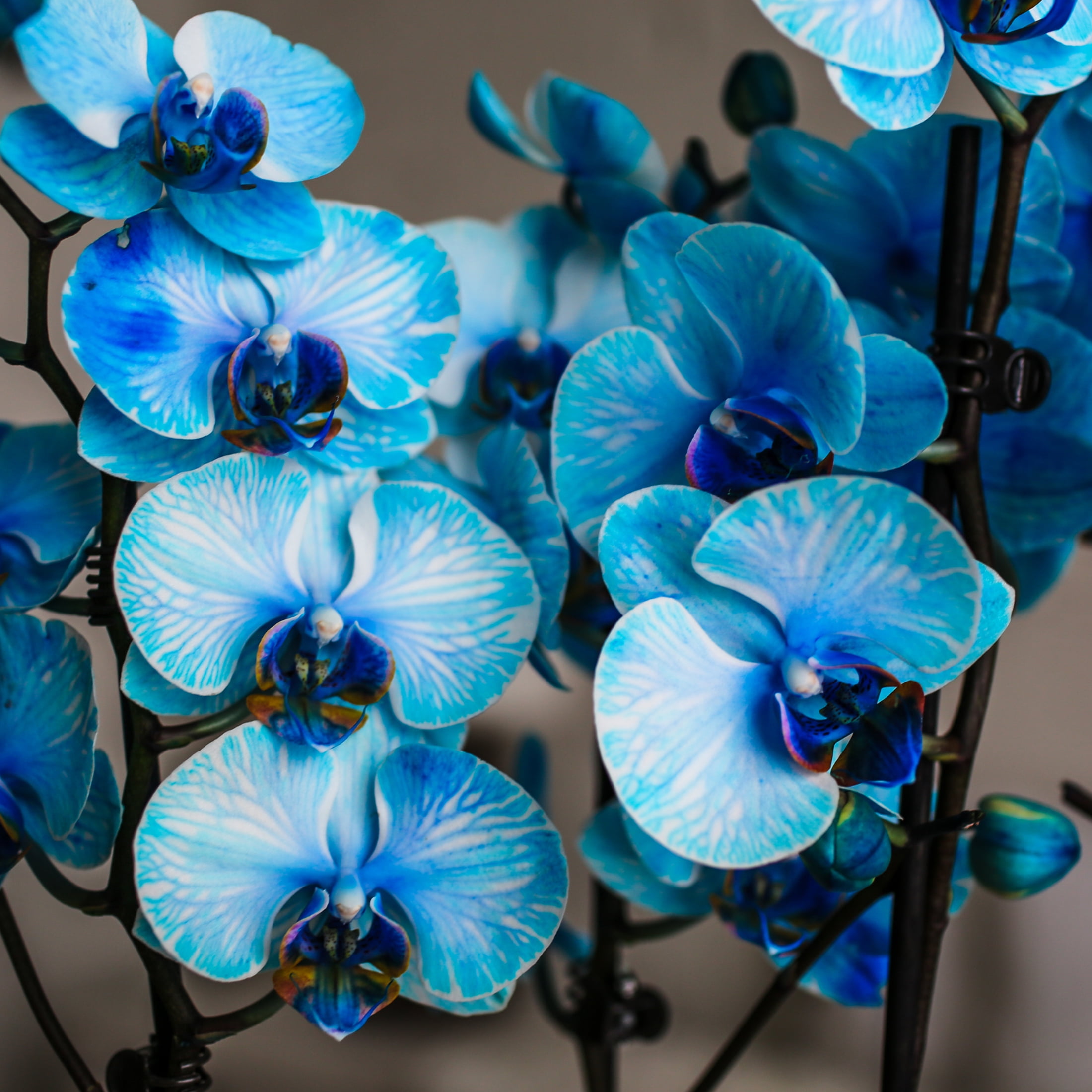 【dydoshop】BLUE ORCHID SET Amazon.com: Icons Blue Orchid Ideas Flowers Building Block