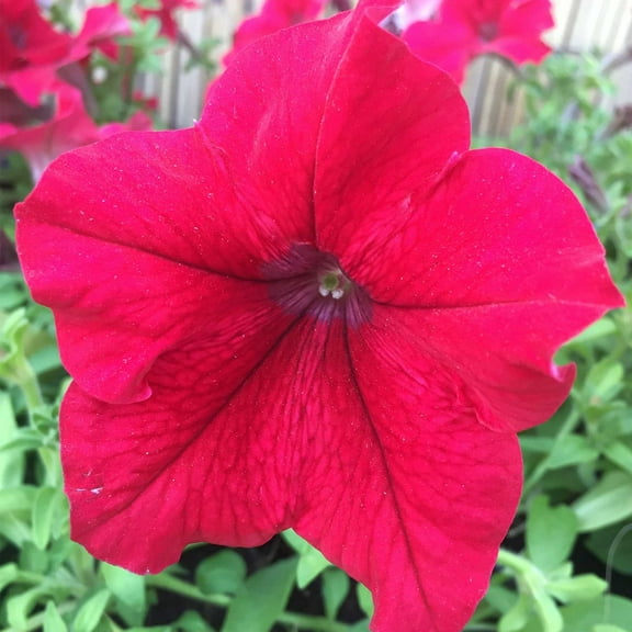 Mountain Valley Seed Company Supercascade 1000 Petunia Plant Seed, Rose Color Blooms
