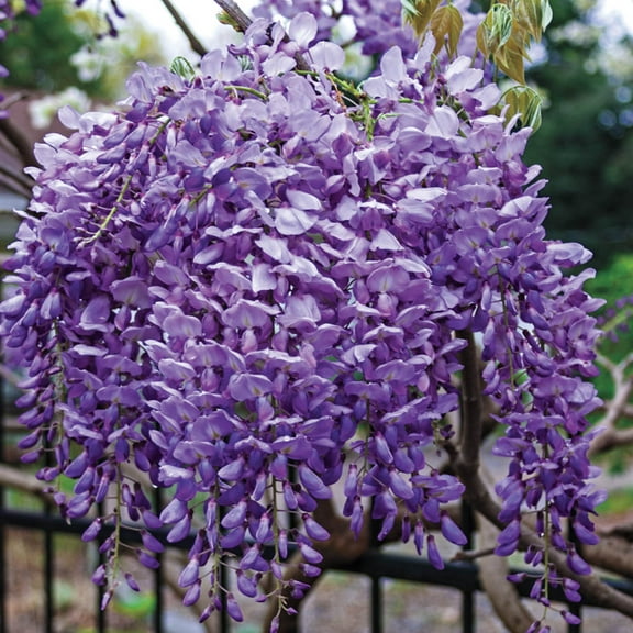 Blue Moon Reblooming Wisteria Deciduous Flowering Vining Plant, grown in a 2.50 quart pot (1-Pack)