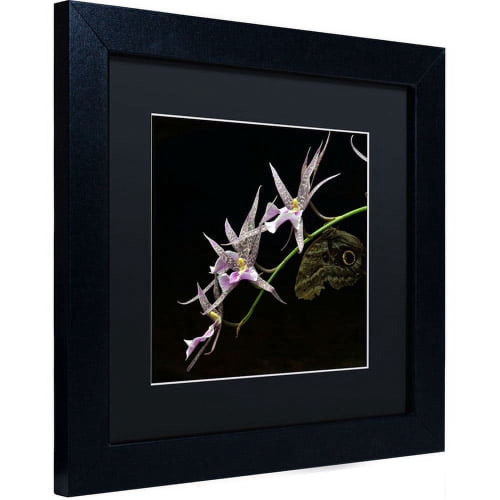 Trademark Fine Art "Spider Orchid and Owl Eye" Canvas Art by Kurt Shaffer, Black Matte, Black Frame