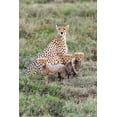 thumbnail image 2 of Jaynes Gallery 11x14 Black Ornate Wood Framed with Double Matting Museum Art Print Titled - Africa-Tanzania-Serengeti National Park Mother cheetah and young, 2 of 4