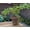 4 Plants, variant on Goji Berry Plant - Live Starter Plant in a 2 Inch Growers Pot - Lycium Barbarum - Fruit Plants for Your Patio or Edible Garden