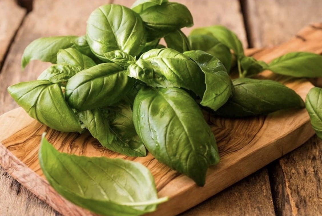 Sweet Basil (Genovese) Plants Certified Organic Herb— 3.5” pot