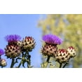 thumbnail image 2 of 25 CARDOON Cynara Cardunculus aka Artichoke Thistle Perennial Edible Vegetable Seeds, 2 of 11