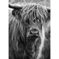thumbnail image 2 of Gronkjar, Lotte 14x18 White Modern Wood Framed Museum Art Print Titled - Highland cattle, 2 of 4