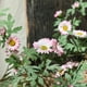 thumbnail image 5 of Enredadera de pared de margarita artificial – 68,9 pulgadas de vegetación sintética, guirnalda decorativa de flores de plástico para salón, decoración interior de pared, aspecto fresco, cuidado fácil, 5 of 6