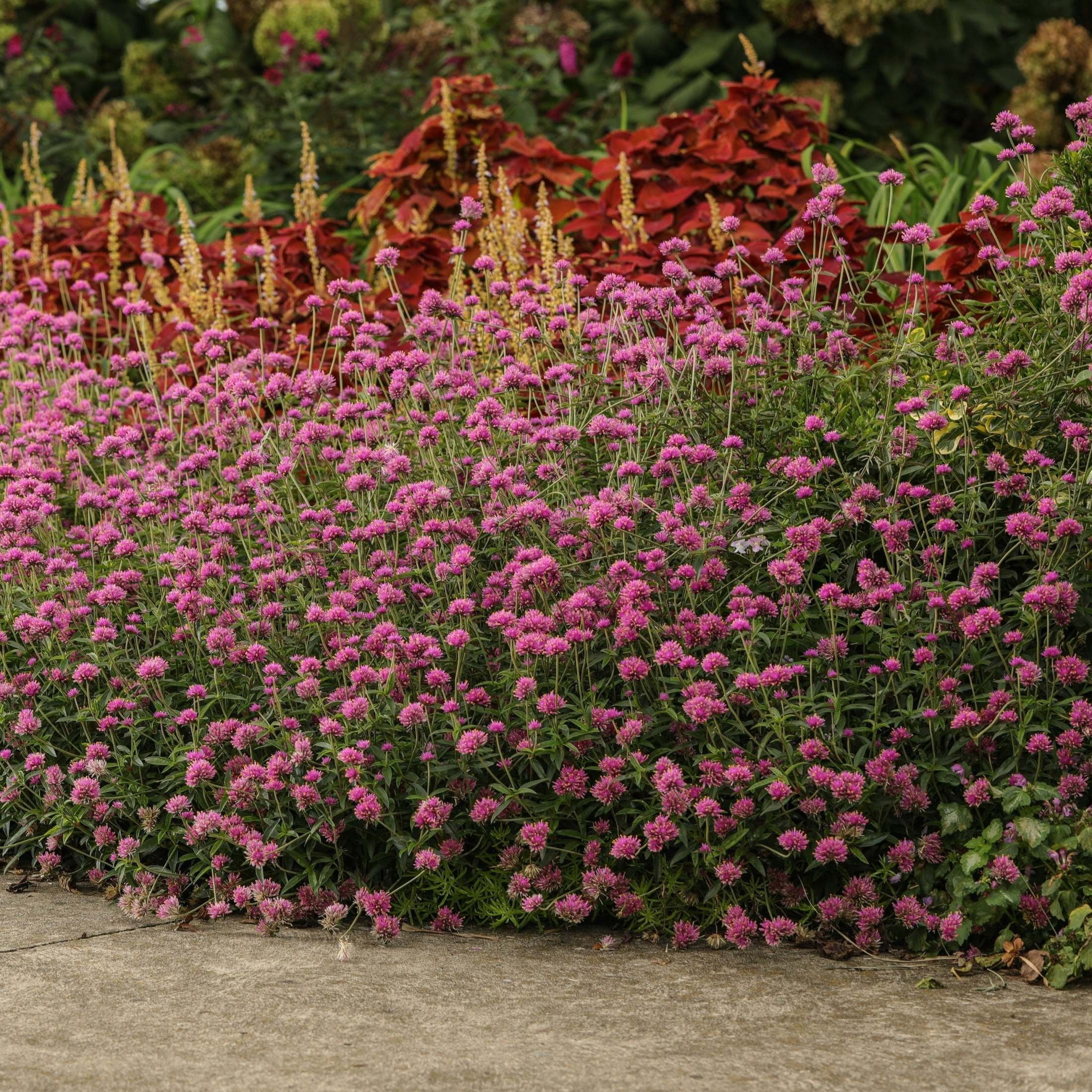 Proven Winners 4" Truffula Pink Globe Amaranth Live Plant in 4.25" Pot (4 Count)