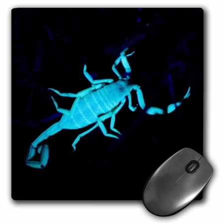 3dRose  Bark scorpion insect  Grand Canyon NP  Arizona - US03 PCL0001 - Paul Colangelo  MousePad price history on PriceWatchPro