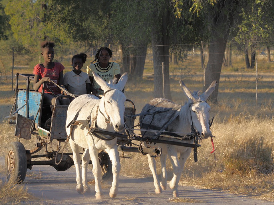 Donkey Children Namibia Donkey Cart Africa Cart-20 Inch By 30 Inch ...