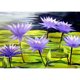 thumbnail image 1 of Pintura de diamante (DB5305) Flores de loto DIY Cuadro de arte de diamantes de imitación redondo completo 45x60cm Púrpura Hugtrwg Para estrenar, 1 of 1