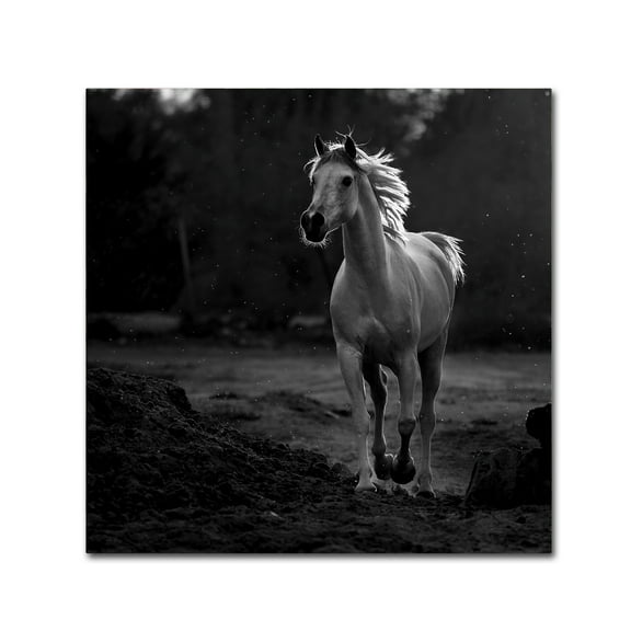 Trademark Fine Art 'Coquetry' Canvas Art by Abdullah Al-Saeed